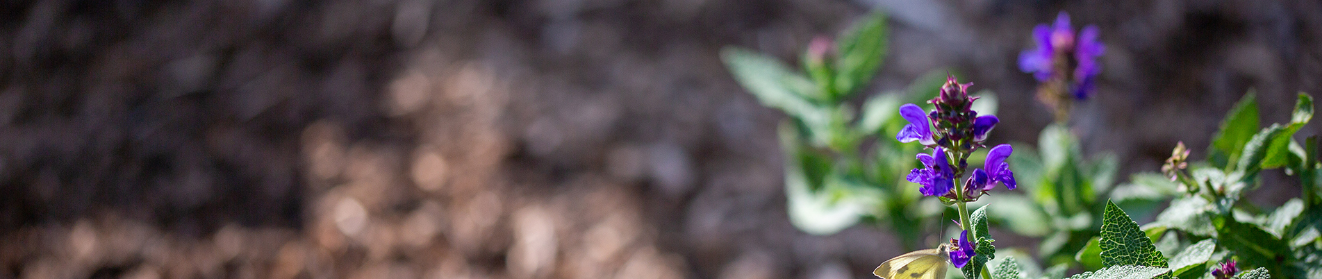 Contact Sycamore Landscape Design Build